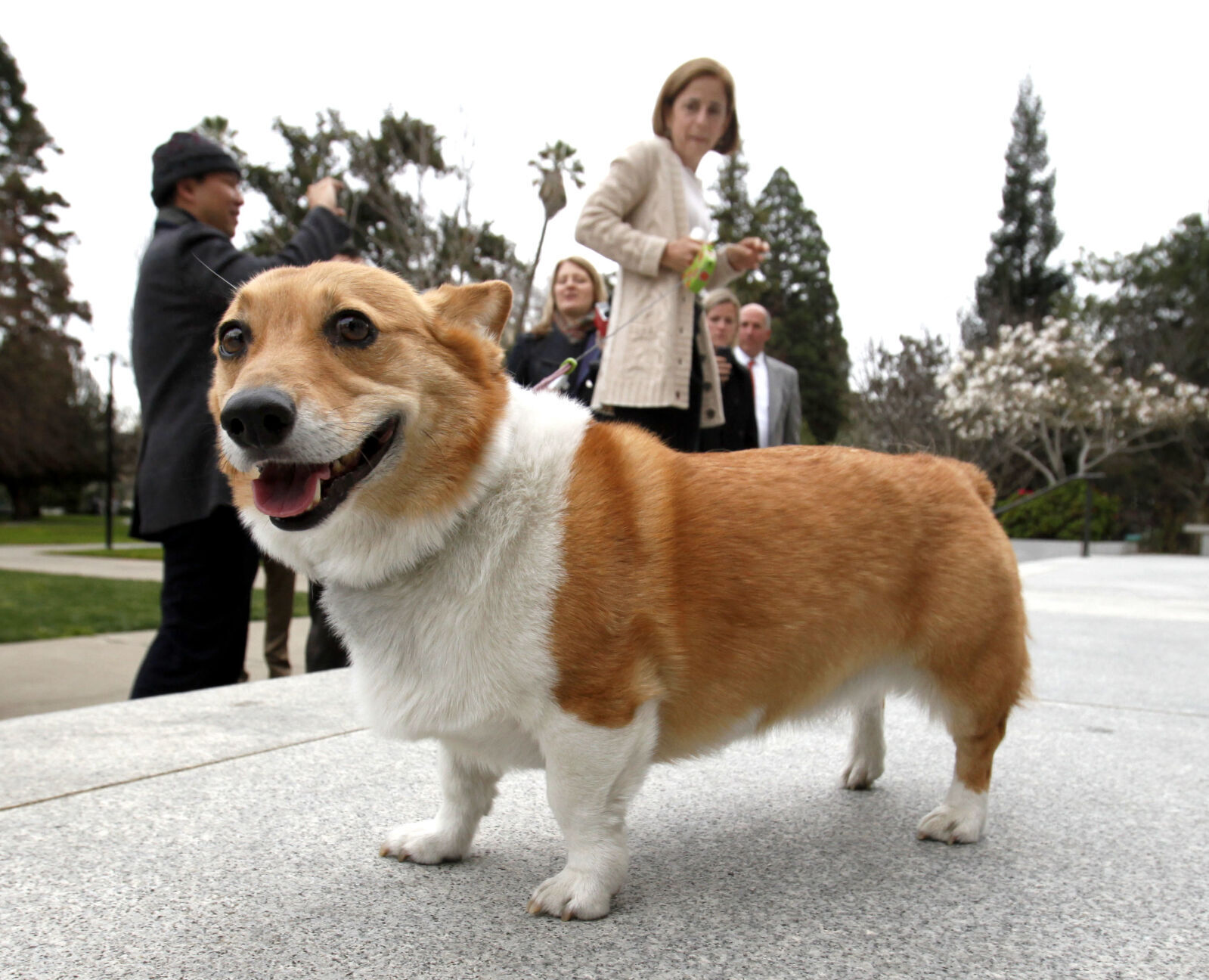 11. Pembroke Welsh corgi